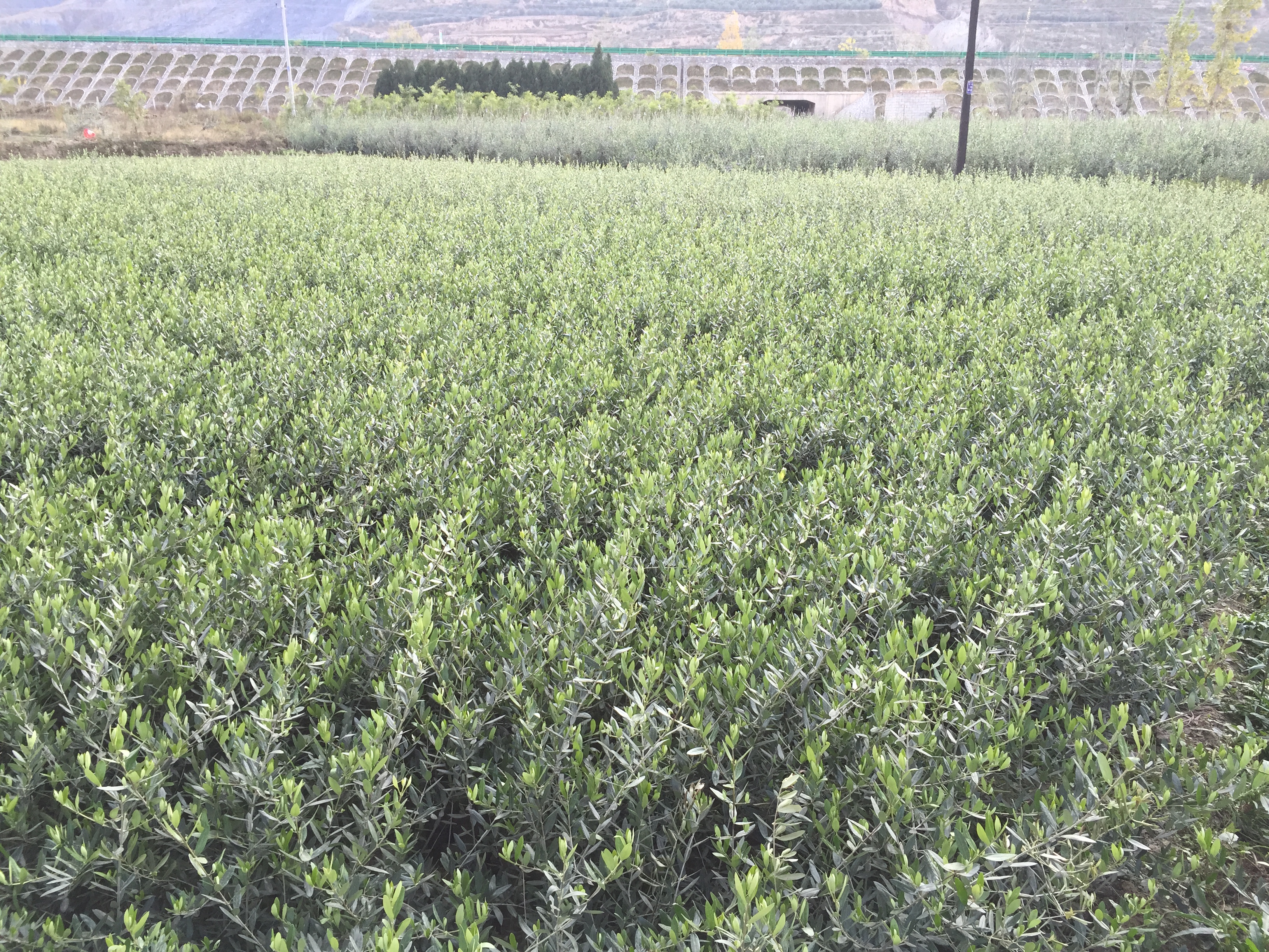 莱星油橄榄二年生苗木