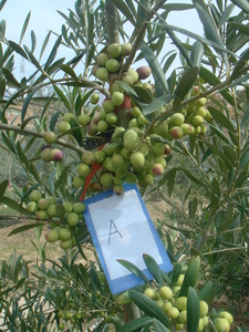 阿尔波萨纳油橄榄苗木