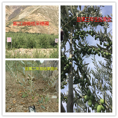 豆果阿贝奎纳油橄榄苗