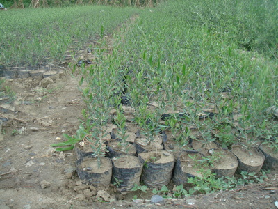 佛奥油橄榄苗木