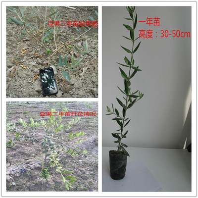 奇迹油橄榄苗木