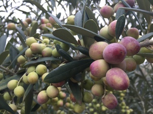 豆果油橄榄二年苗
