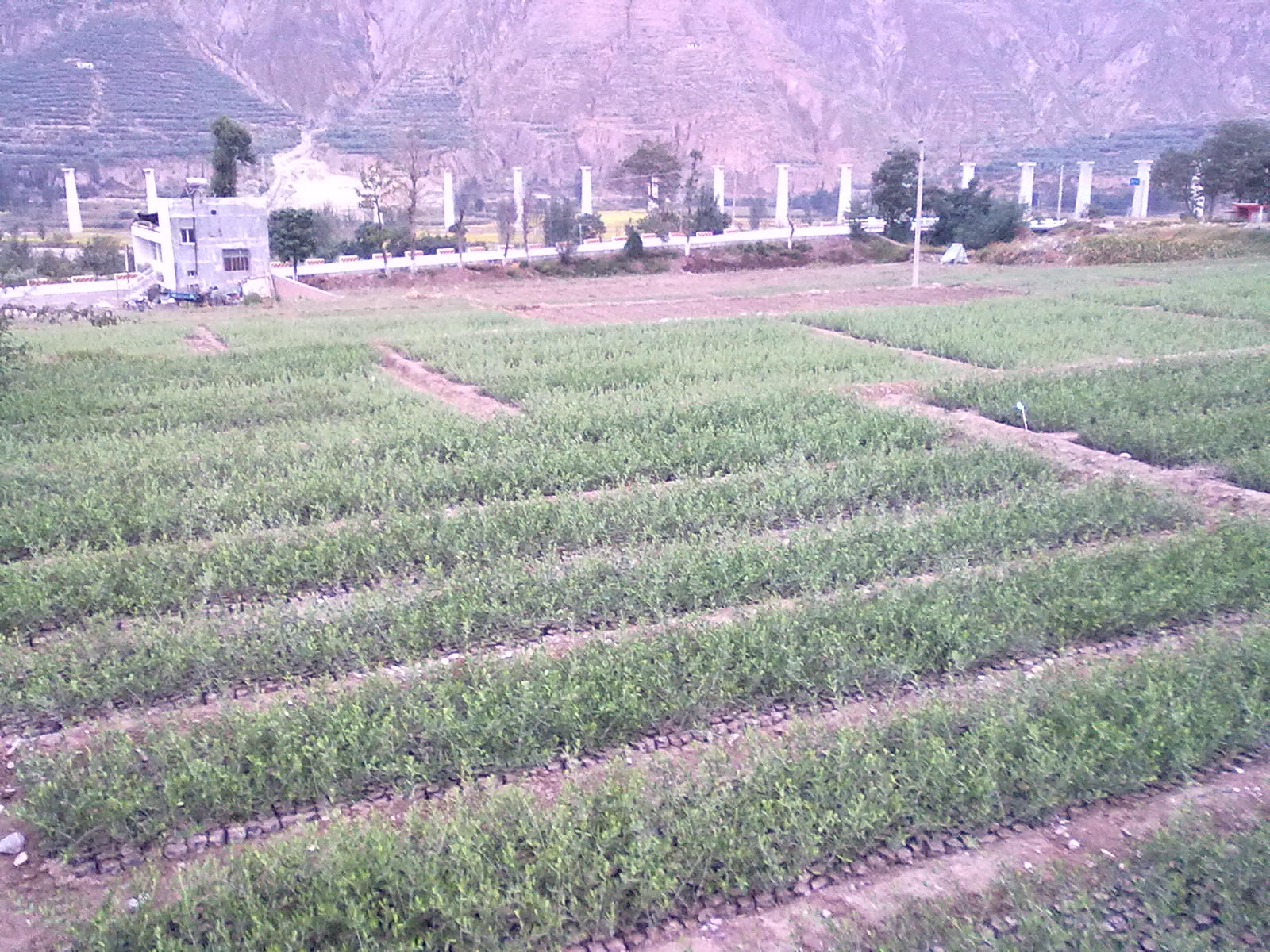 陇南富江油橄榄苗木种植基地