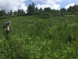 油松大树工程苗