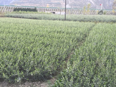 鄂植二年生油橄榄苗木